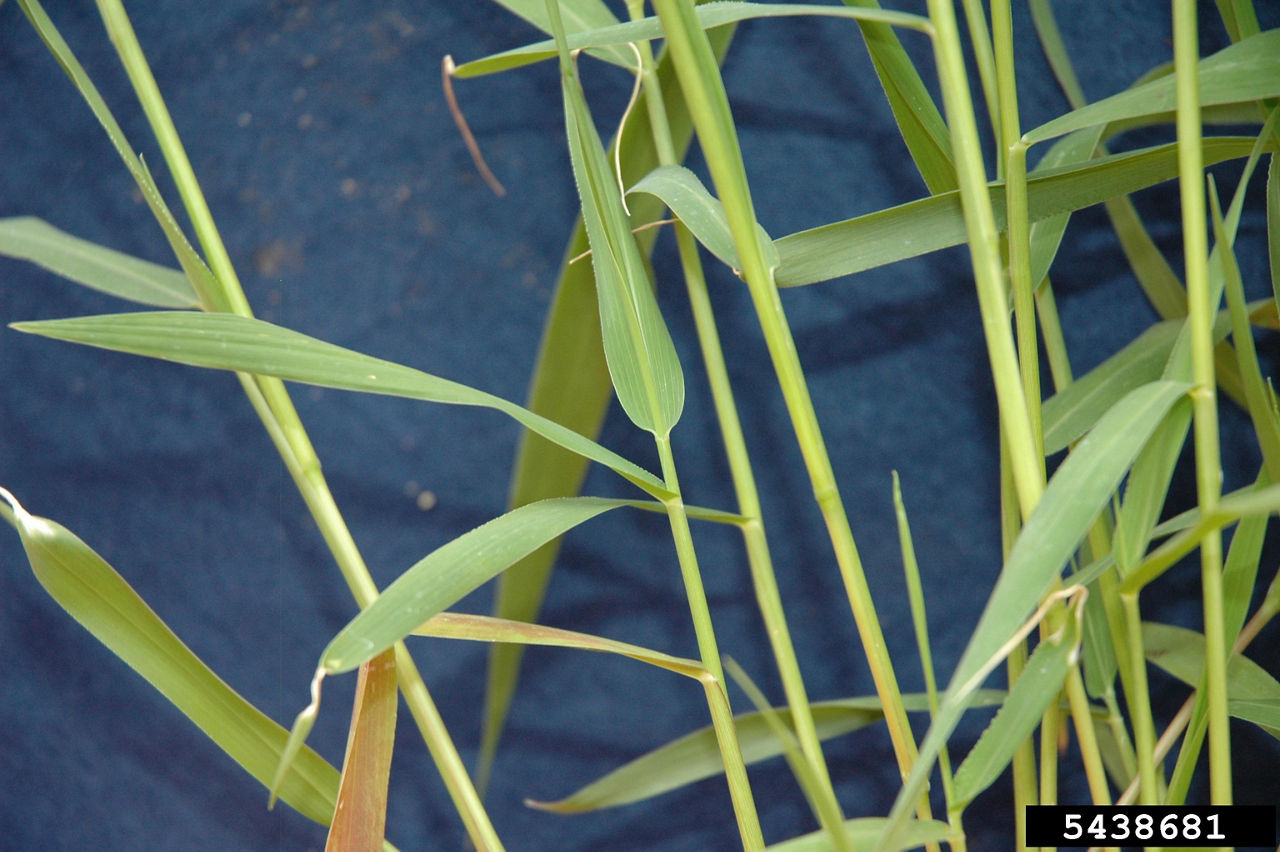 Wooly cupgrass. Photo courtesy of Bruce Ackley, The Ohio State University, Bugwood.org. 